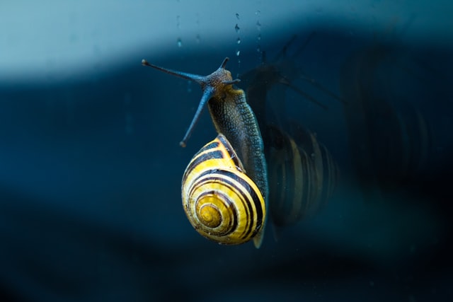 CASE CORNER: A snail in a bottle – Donoghue v Stevenson